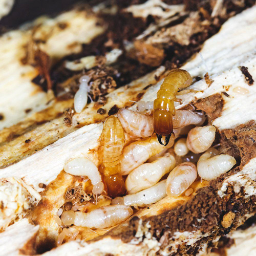 Dampwood-Termites